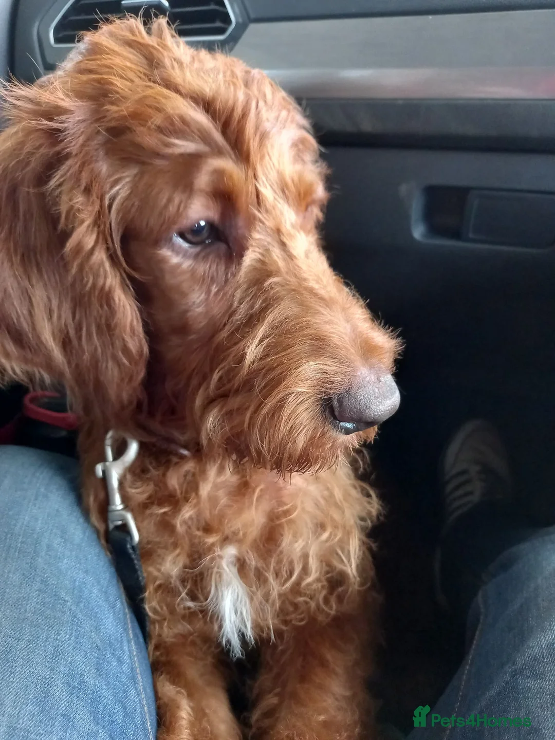 Labradoodle dogs for sale: Lovable crazy labradoodle in Leeds - Advert 6