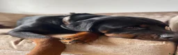Rottweiler dogs for sale: 🐾 EXCEPTIONAL ROTTWEILER PUPPIES  - Advert 13