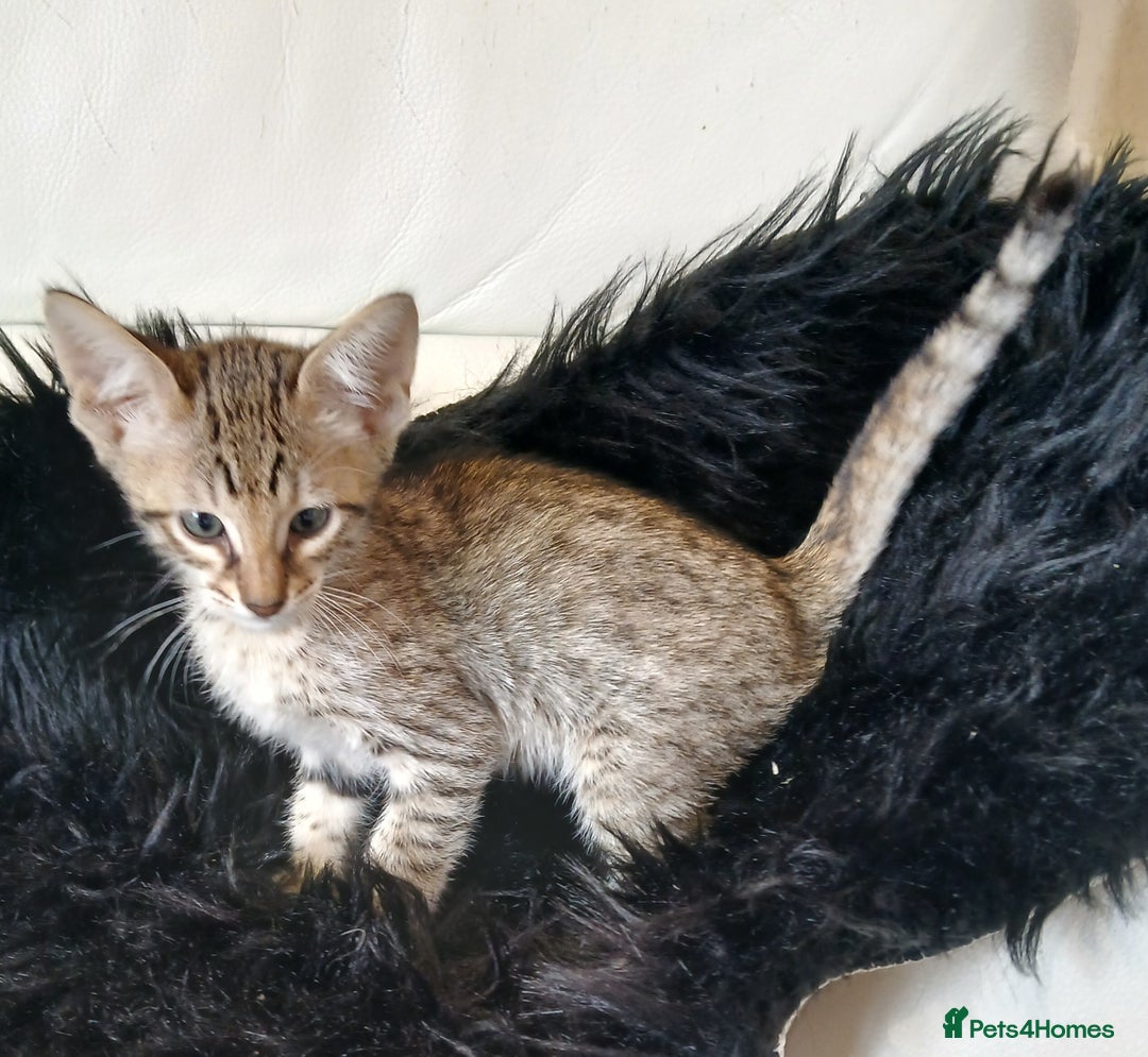 Savannah cats for sale: Stunning  Savannahs - Image 14