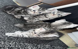 British Shorthair cats for sale: 4 beautiful tabby british shorthair kittens - Advert 5