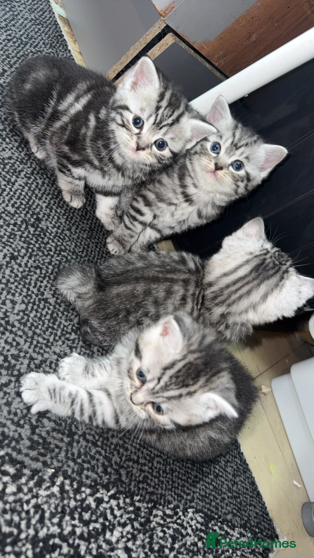 British Shorthair cats for sale: 4 beautiful tabby british shorthair kittens - Advert 5