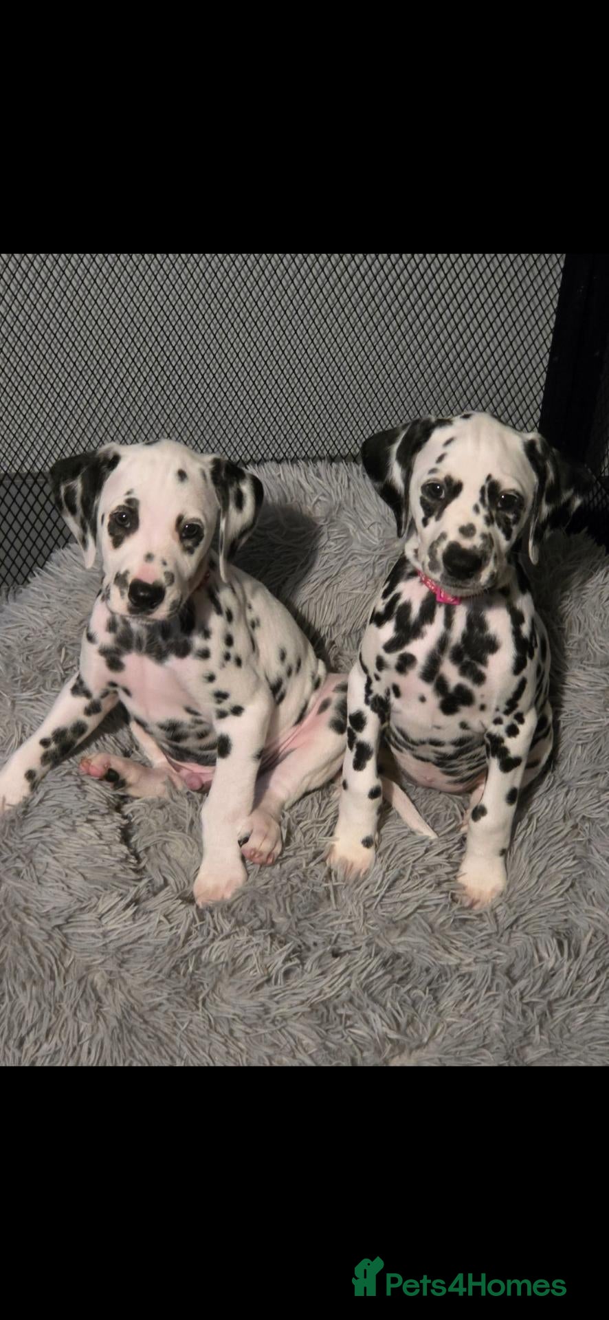 Dalmatian dogs Ready now Kc registered stunning dalmatians - Advert 1