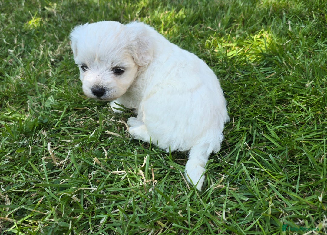 Maltese dogs for sale: 💙 Adorable Maltese Puppies for Sale - Image 7