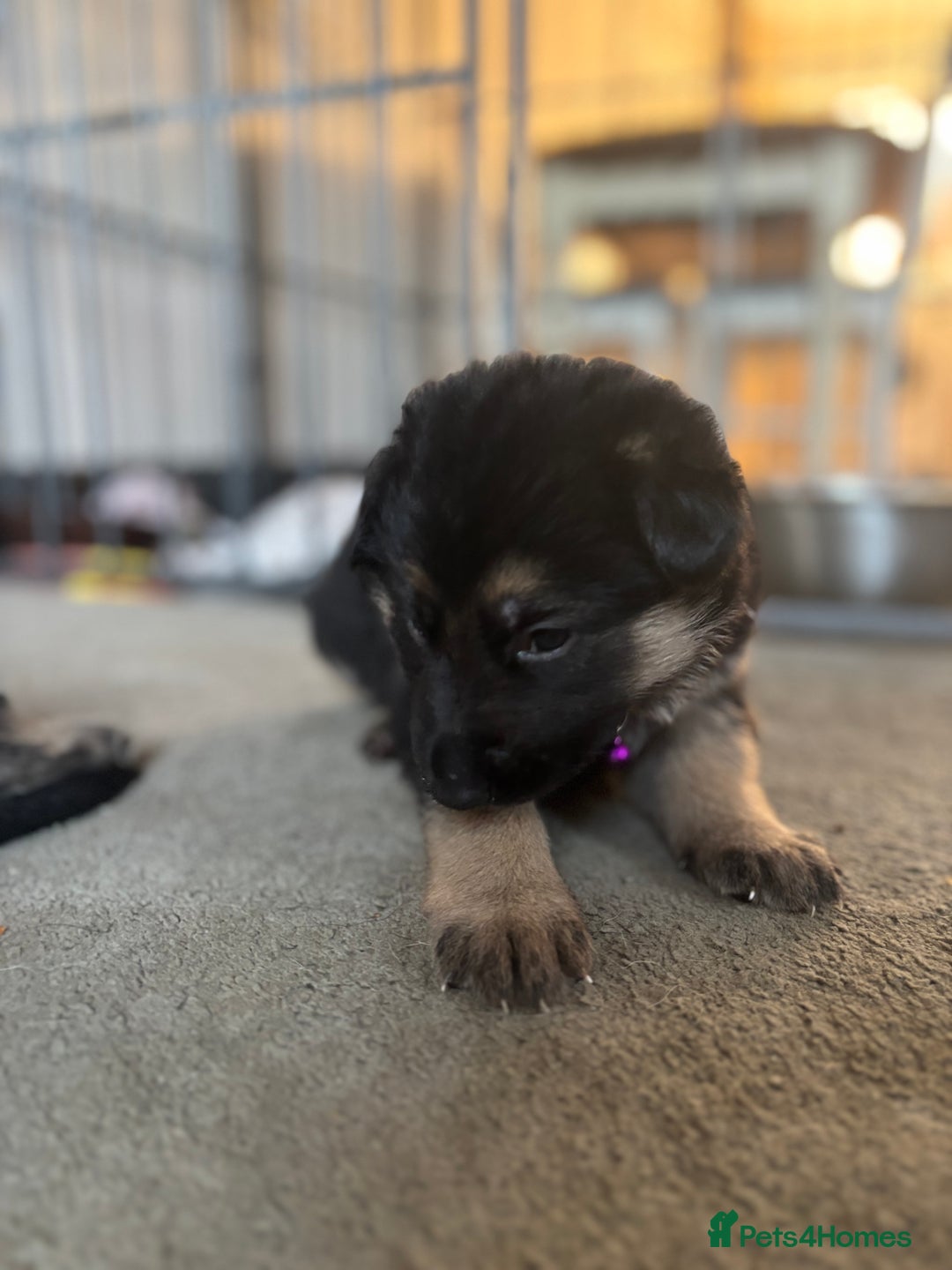 German Shepherd dogs for sale: 8x German Shepherd Puppies - Image 6