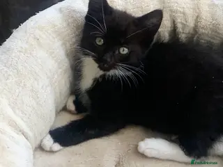 Mixed Breed cats Only 1 Beautiful Female Kitten Left :( - Advert 5