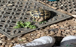 Hermann Tortoise reptiles for sale: Male Hermann tortoise  - Image 4