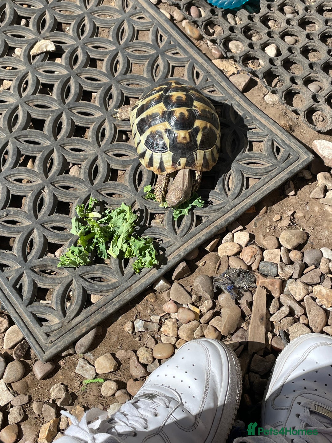 Hermann Tortoise reptiles for sale: Male Hermann tortoise  - Image 4