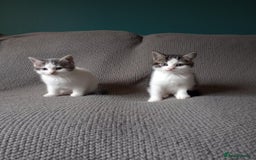 Mixed Breed cats for sale: Gorgeous Ragdoll/Chinchilla Persian kittens  - Image 4