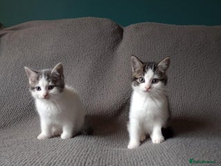 Mixed Breed cats *One left* Ragdoll/Chinchilla Persian X kittens - Advert 7