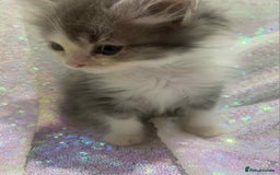 Ragdoll cats for sale: Ragdoll X  - Image 1