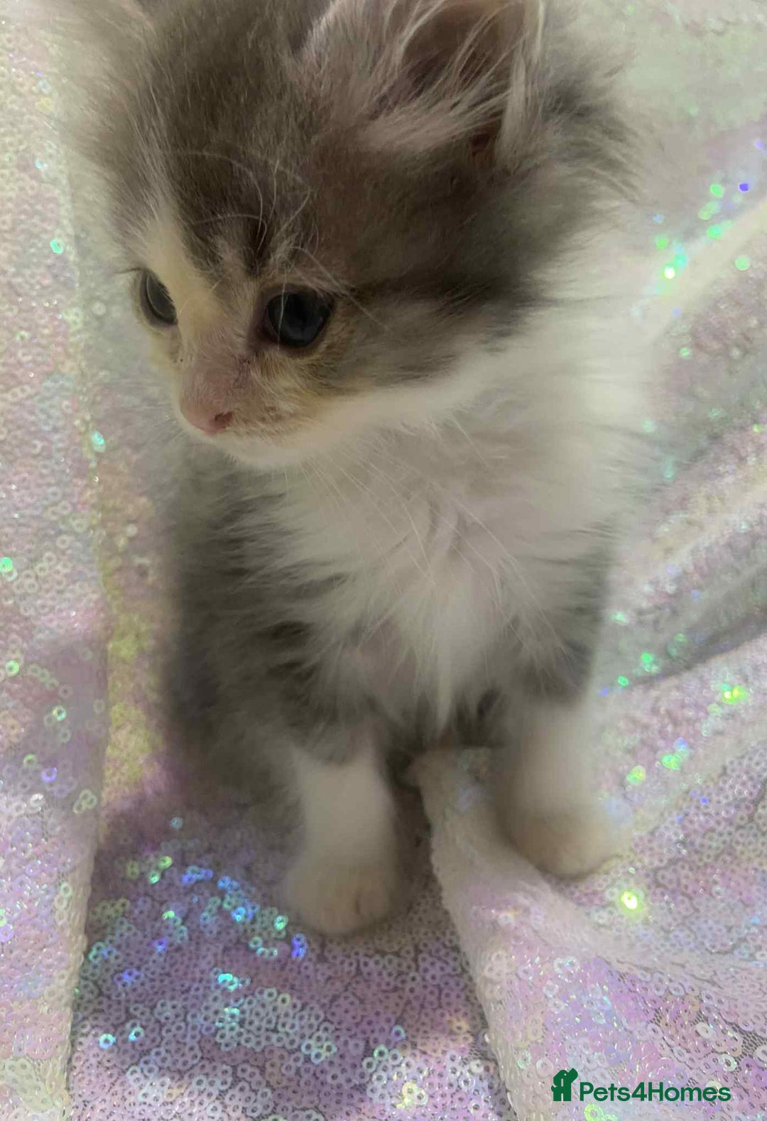 Ragdoll cats for sale: Ragdoll X  - Image 1