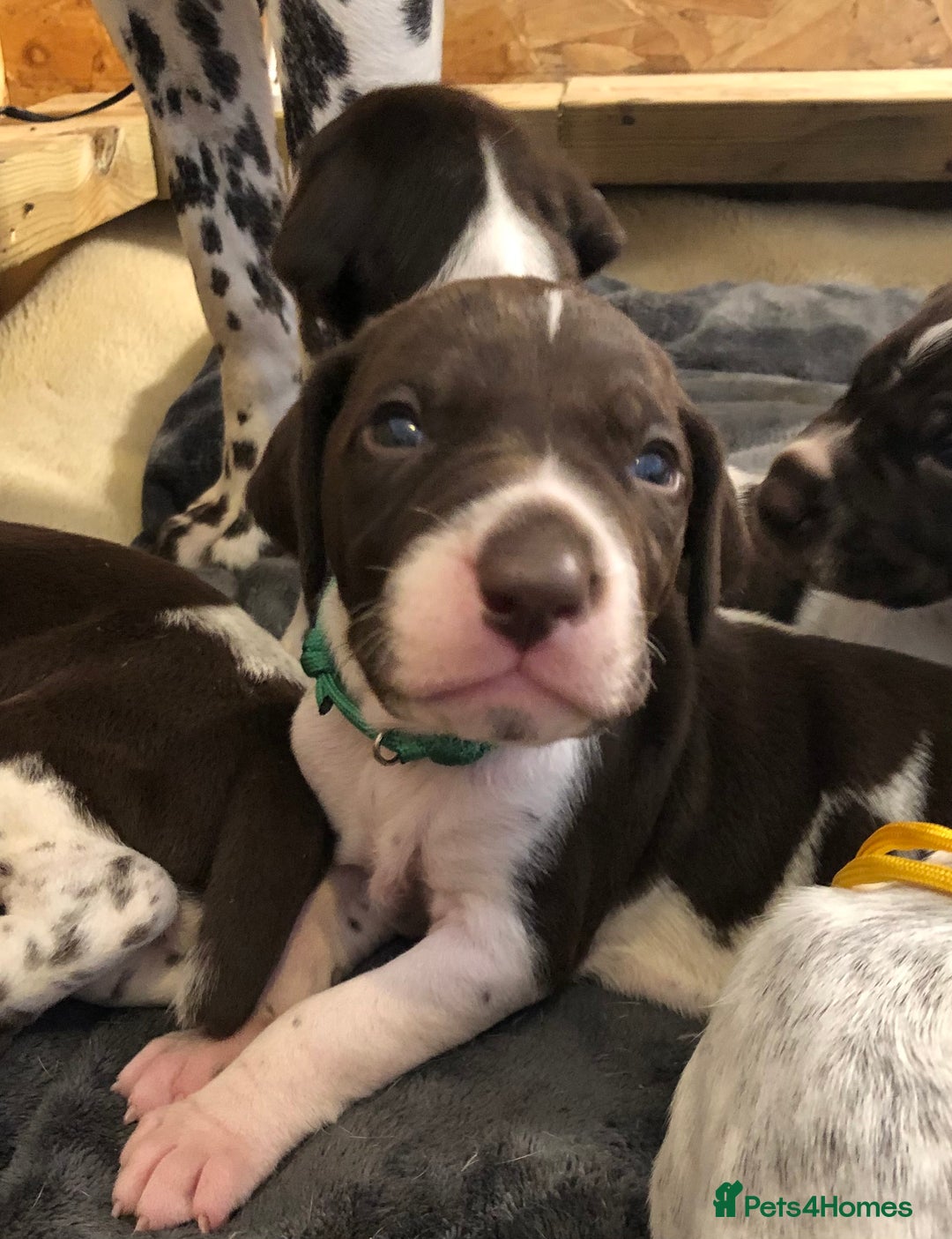 German Shorthaired Pointer dogs for sale: ALL RESERVED  - Advert 19