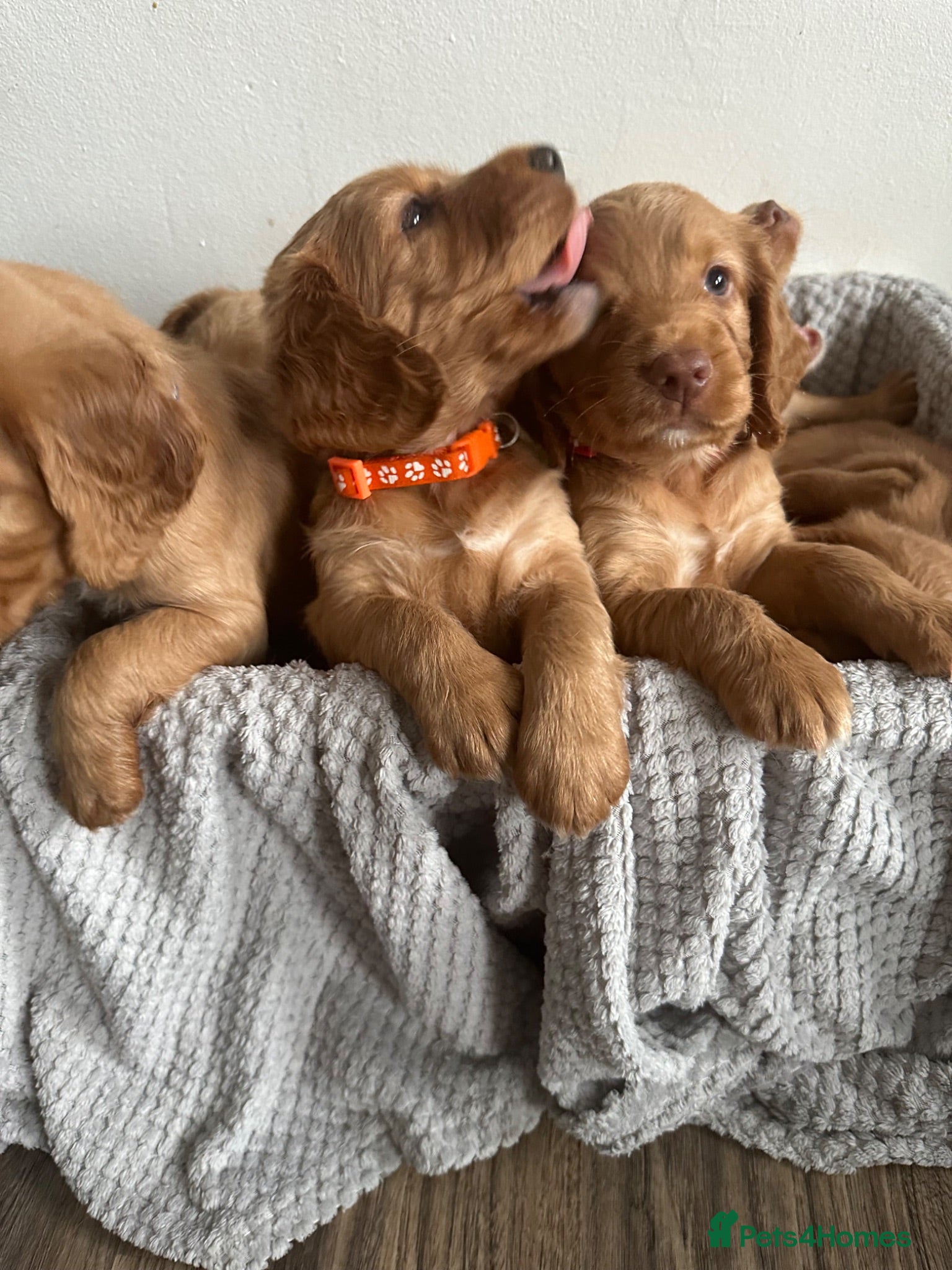 Cocker Spaniel dogs Beautiful top class red cockers  - Advert 1