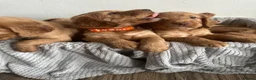 Cocker Spaniel dogs for sale: top class red cockers ready to leave now  - Advert 10