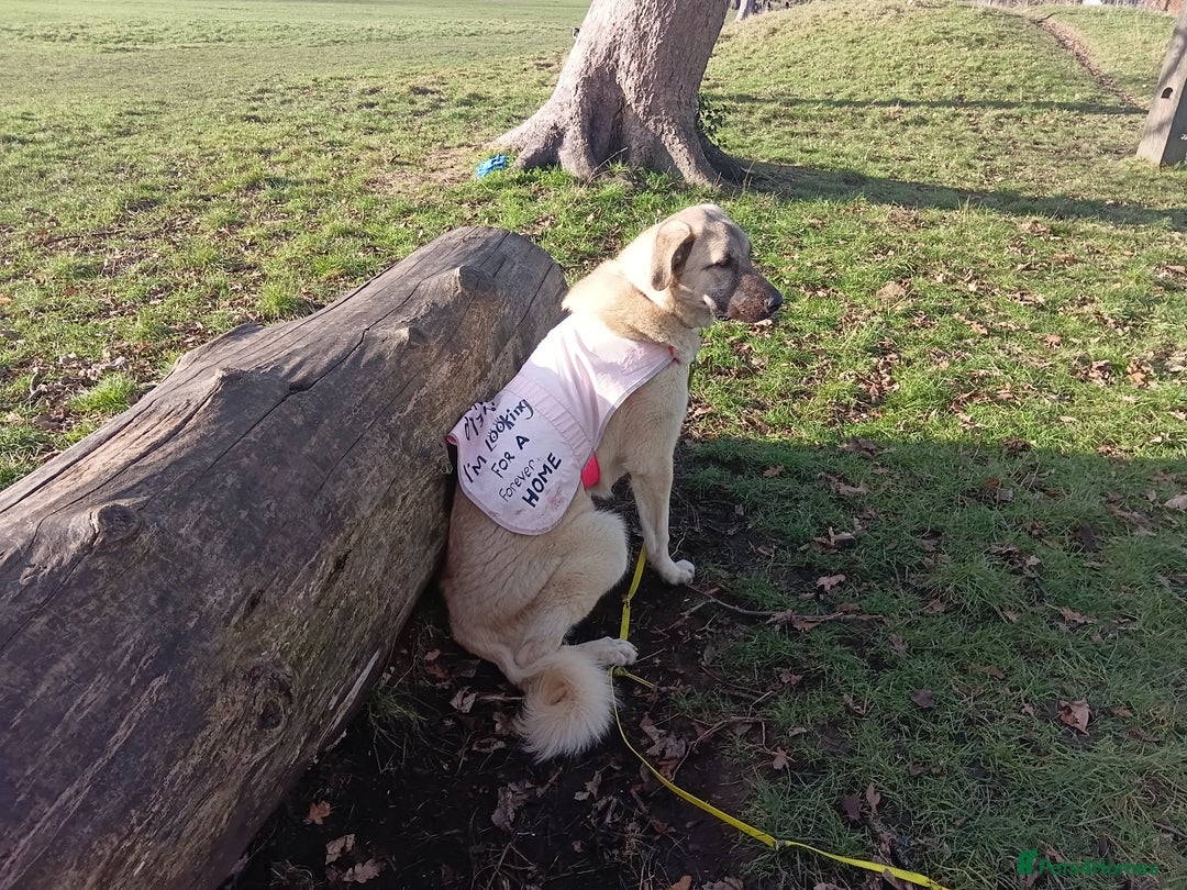 Mixed Breed dogs for sale: Livvy. Adorable mixed breed. - Advert 5