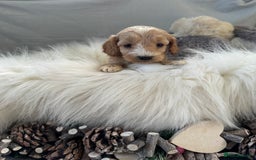 Cockapoo dogs for sale: 🐶Stunning F1 Cockapoos, Licensed Breeder🐾 - Advert 10