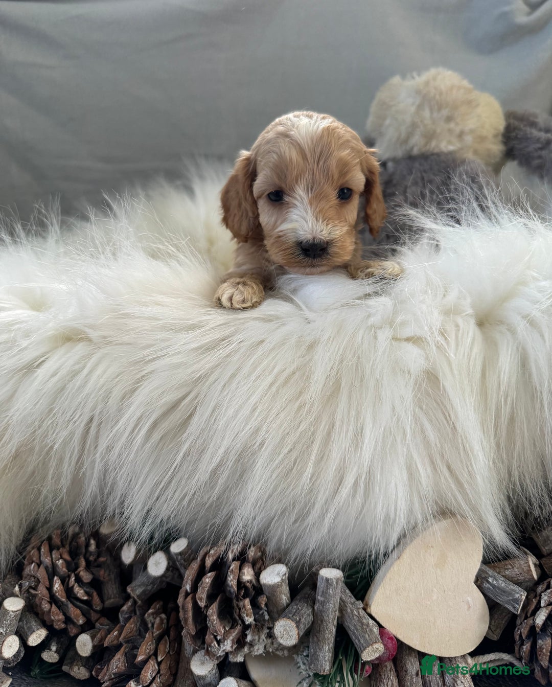Cockapoo dogs for sale: 🐶Stunning F1 Cockapoos, Licensed Breeder🐾 - Advert 10