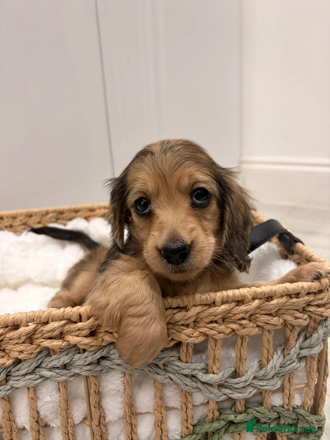 Miniature Dachshund dogs for sale: Quality shaded cream kc reg - Advert 1