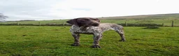 German Shorthaired Pointer dogs for stud: German Short Haired Pointer STUD - Advert 10