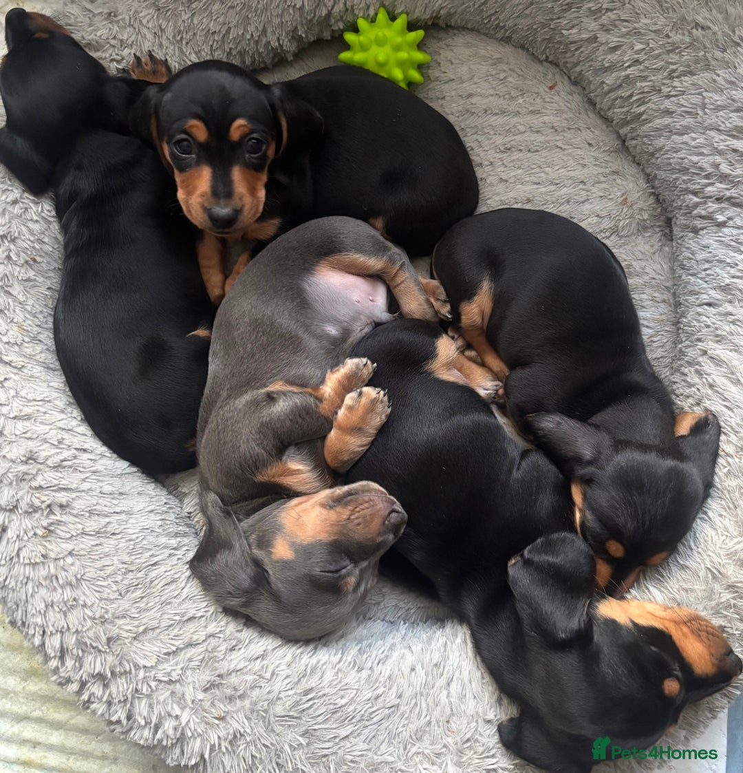 Miniature Dachshund dogs for sale: 5 Beautiful Miniature Dachshund’s  - Advert 19