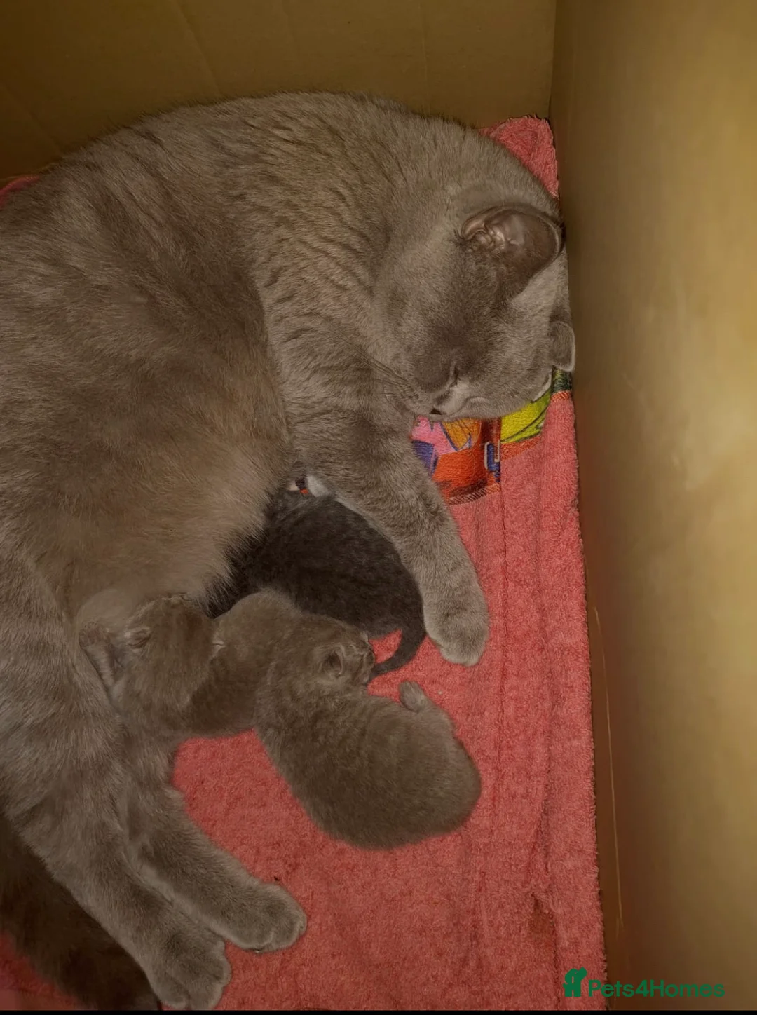 British Shorthair cats for stud: 🐈‍⬛ GIZZY THE STUD 🐈‍⬛ GCCF AND TICA REGISTERED  in Solihull - Advert 28