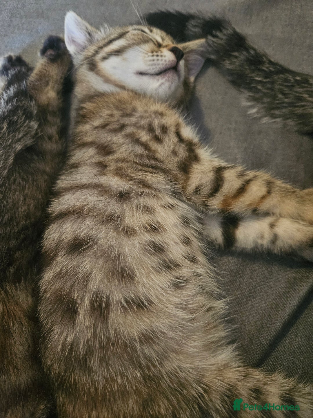 Mixed Breed cats for sale: Bengal cross kittens. 4 left!!! - Image 32