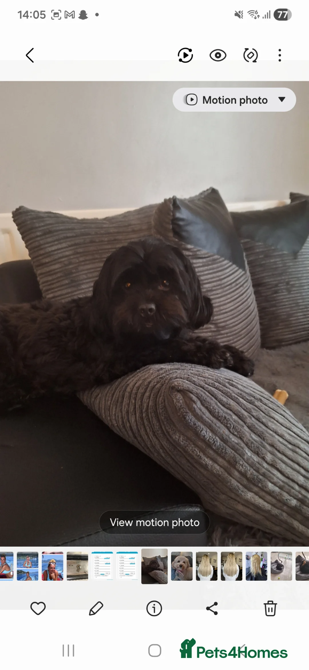 Shihpoo dogs for sale: Shipoo pups  - Advert 1