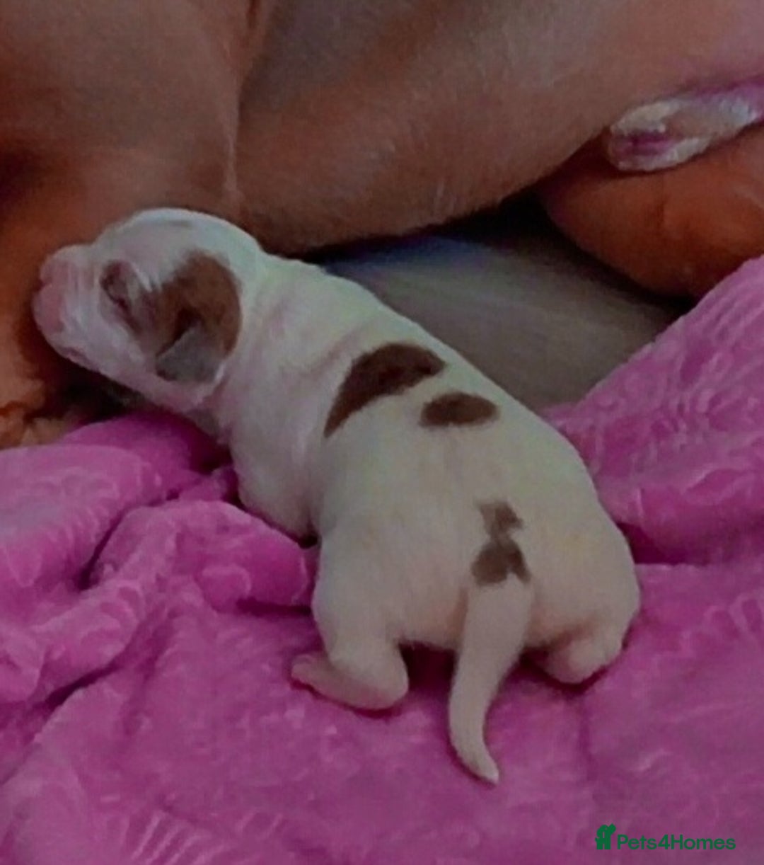 Staffordshire Bull Terrier dogs for sale: Staffy White with Blue  - Image 1