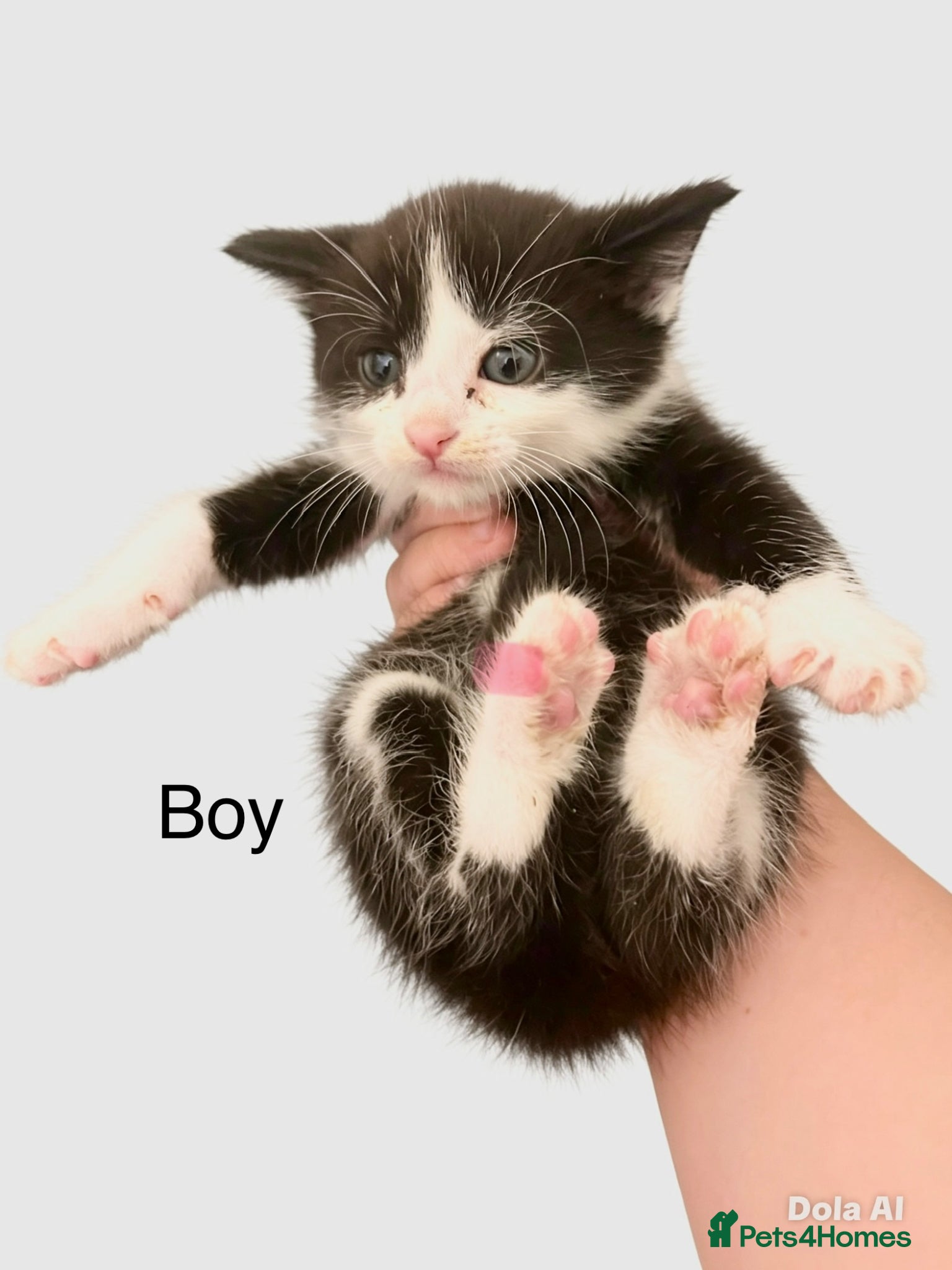 Mixed Breed cats for sale: Beautiful kittens - Advert 6