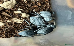 Beetles invertebrates for sale: Blue Death Feigning Beetles - Image 4