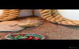 Bearded Dragon reptiles for sale: Female bearded dragon with full set up - Image 6