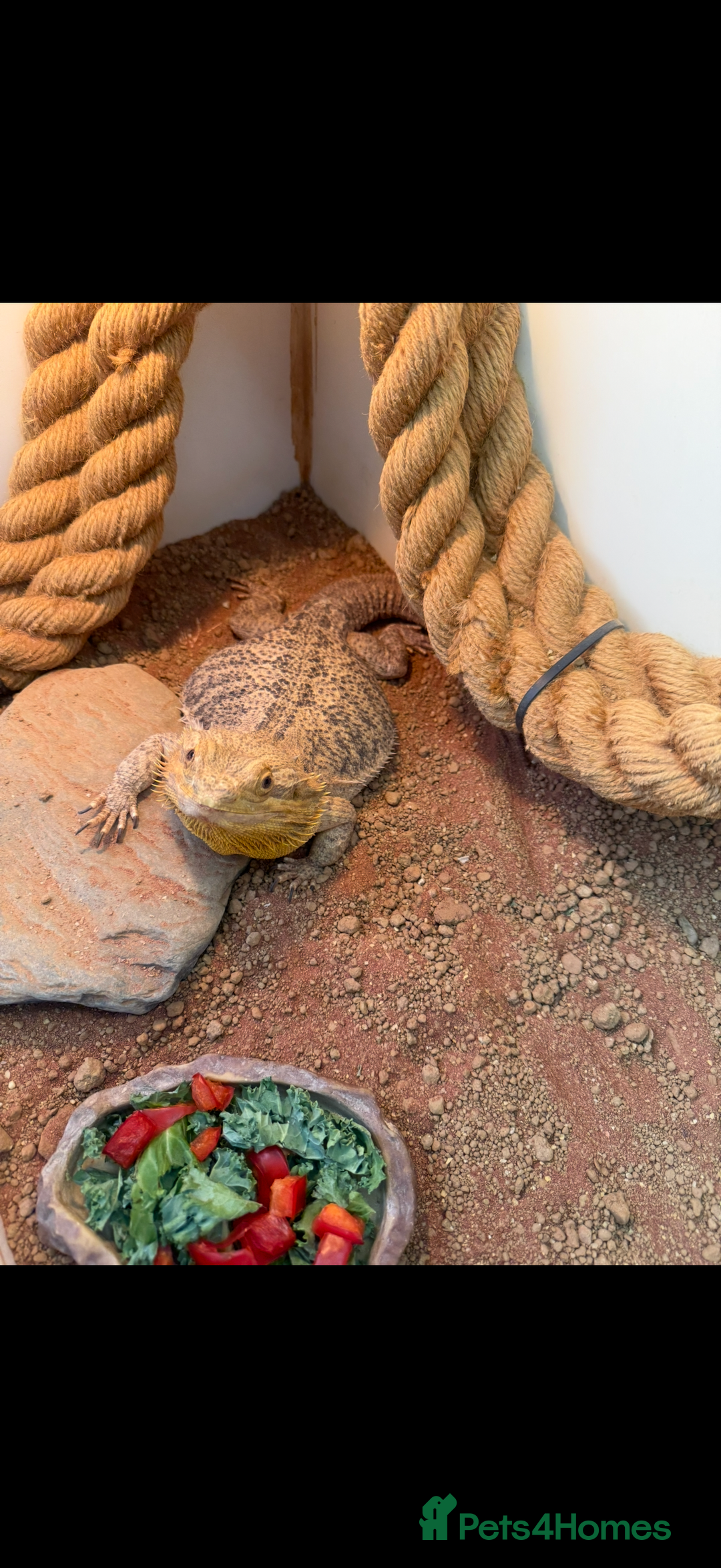 Bearded Dragon reptiles for sale: Female bearded dragon with full set up - Image 6