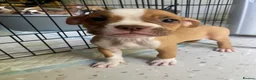 Mixed Breed dogs for sale: Family Raised Bulldog x Boxer Puppies Ready :))) in Bideford - Advert 15