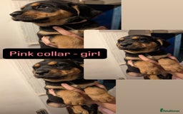Mixed Breed dogs for sale: 🐶 Stunning German Shepmatian × Rottweiler Puppies - Image 2