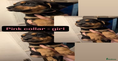 Mixed Breed dogs - Advert 2