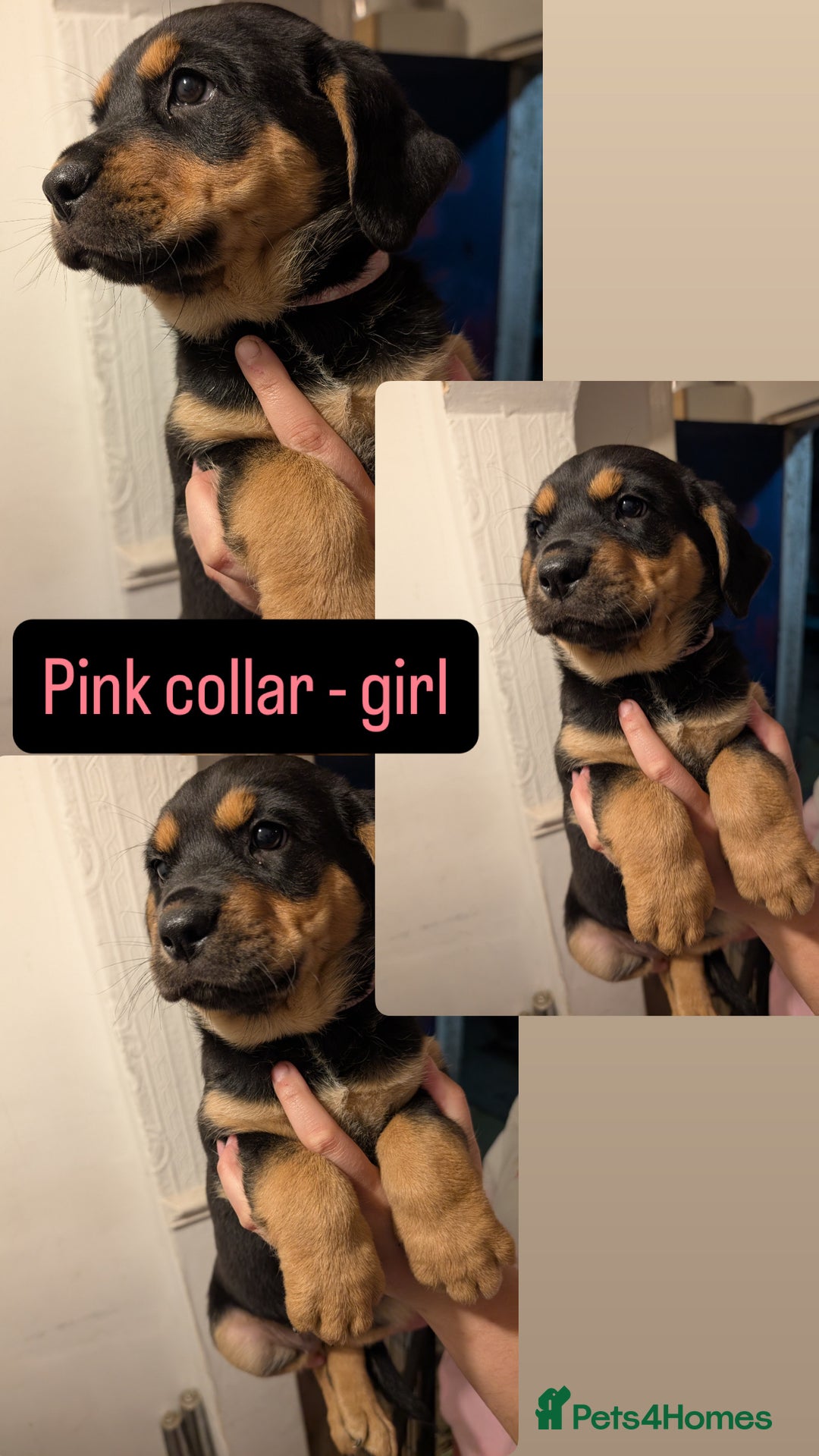 Mixed Breed dogs for sale: 🐶 Stunning German Shepmatian × Rottweiler Puppies - Image 2