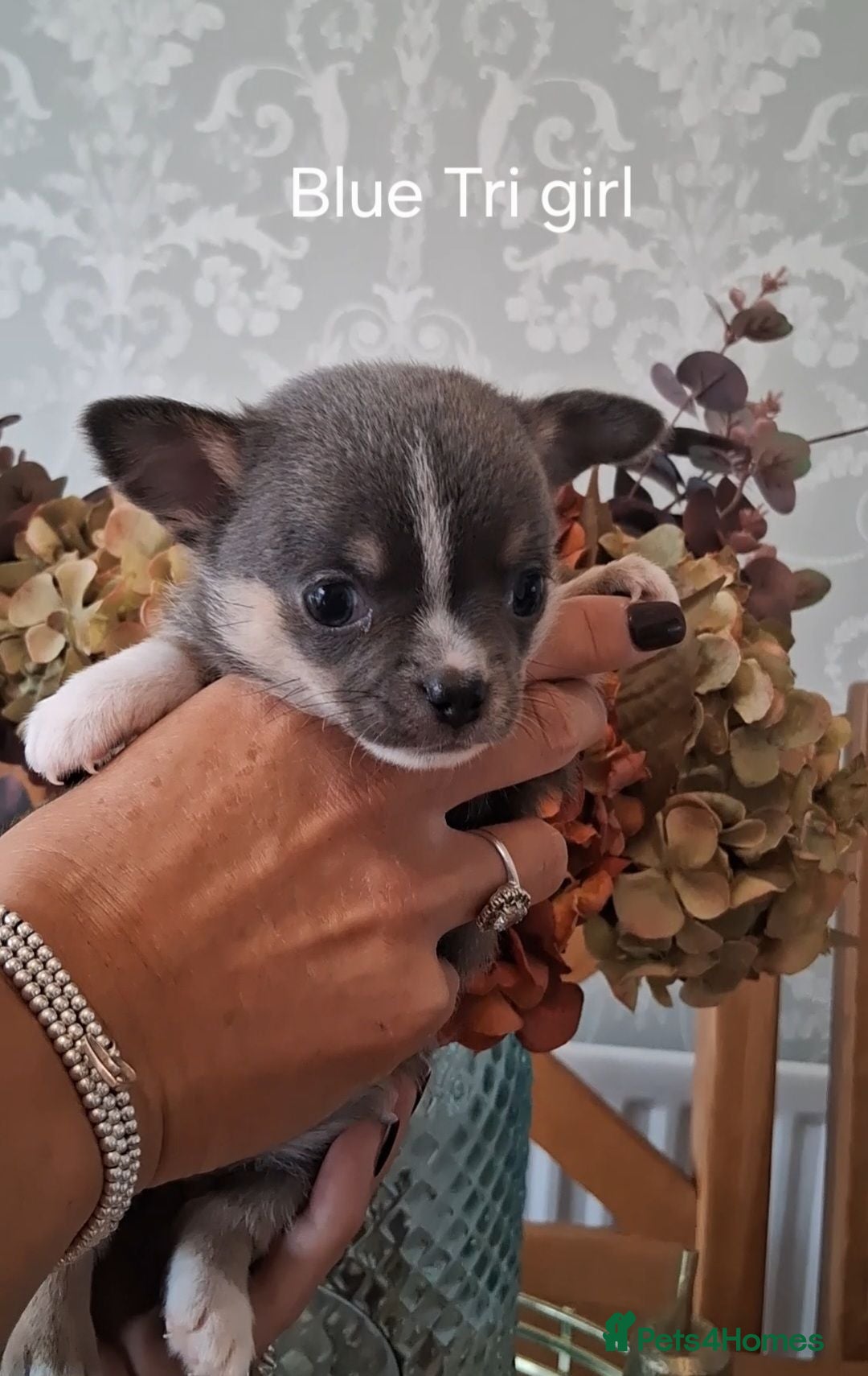 Chihuahua dogs ONLY 2 STUNNING KC REG PUPPIES LEFT AVAILABLE!! - Advert 1