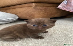 British Shorthair cats for sale: TICA Registered British Shorthair Kittens - Image 12