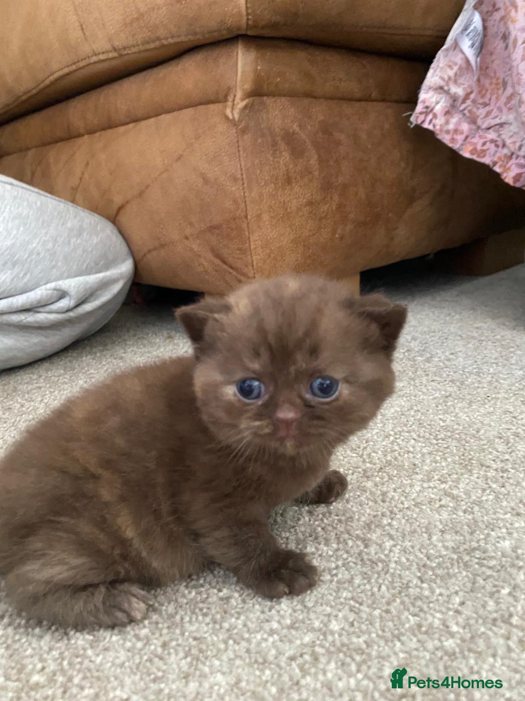 British Shorthair cats for sale: TICA Registered British Shorthair Kittens - Image 12