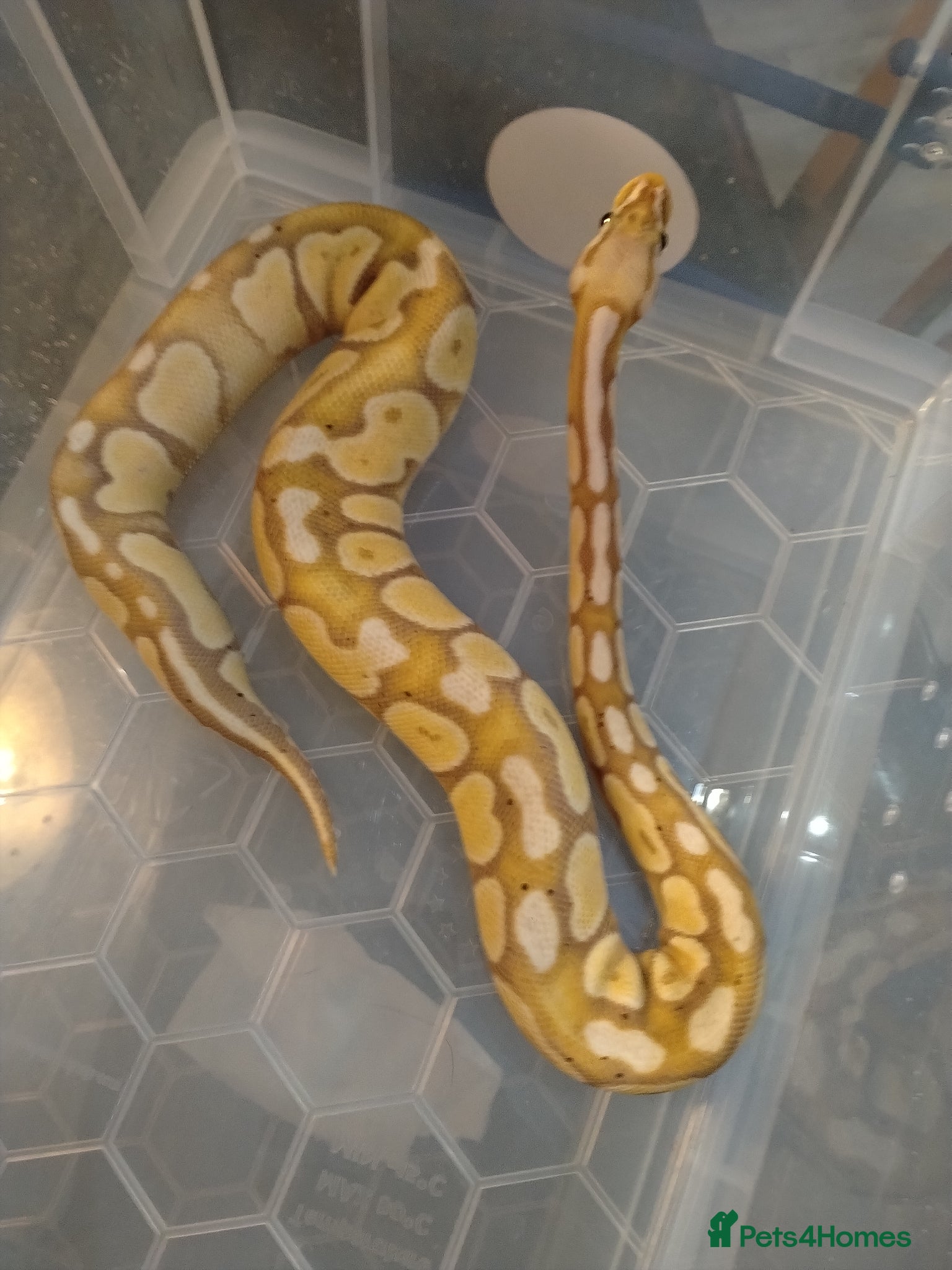 Python Snake reptiles Royal Python Banana Pastel female - Advert 1