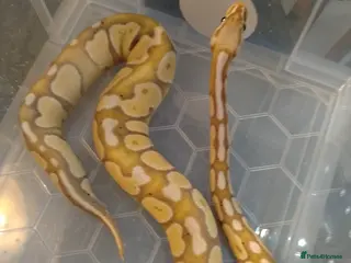 Python Snake reptiles Royal Python Banana Pastel female - Advert 1