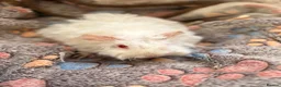 Guinea Pig rodents for sale: LOVELY BABY GUINEA PIGS - Advert 9