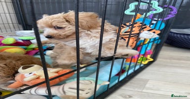 Maltipoo dogs - Advert 14