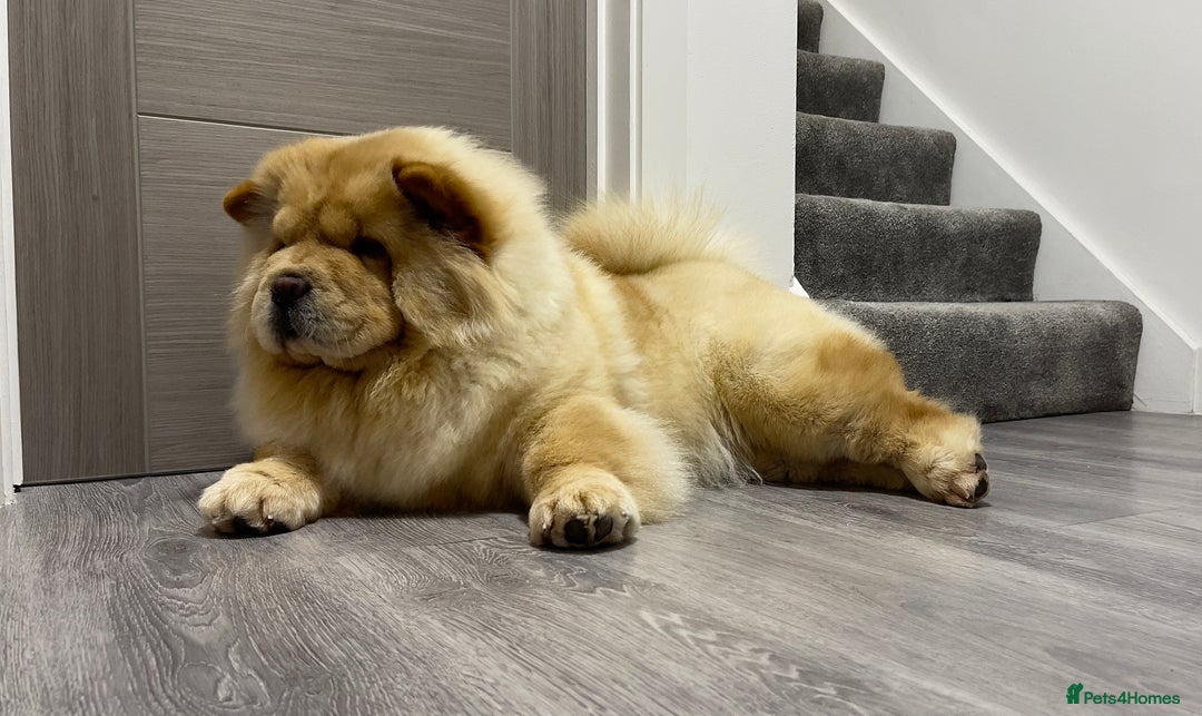 Chow Chow dogs for sale: 🧸🧸Beautiful Chow Chow Puppies🧸🧸 - Advert 16