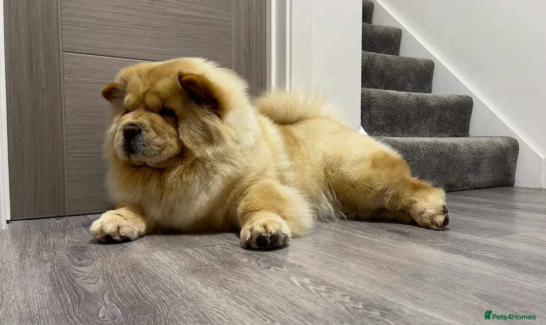 Chow Chow dogs for sale: 🧸🧸Beautiful Chow Chow Puppies🧸🧸 - Advert 26