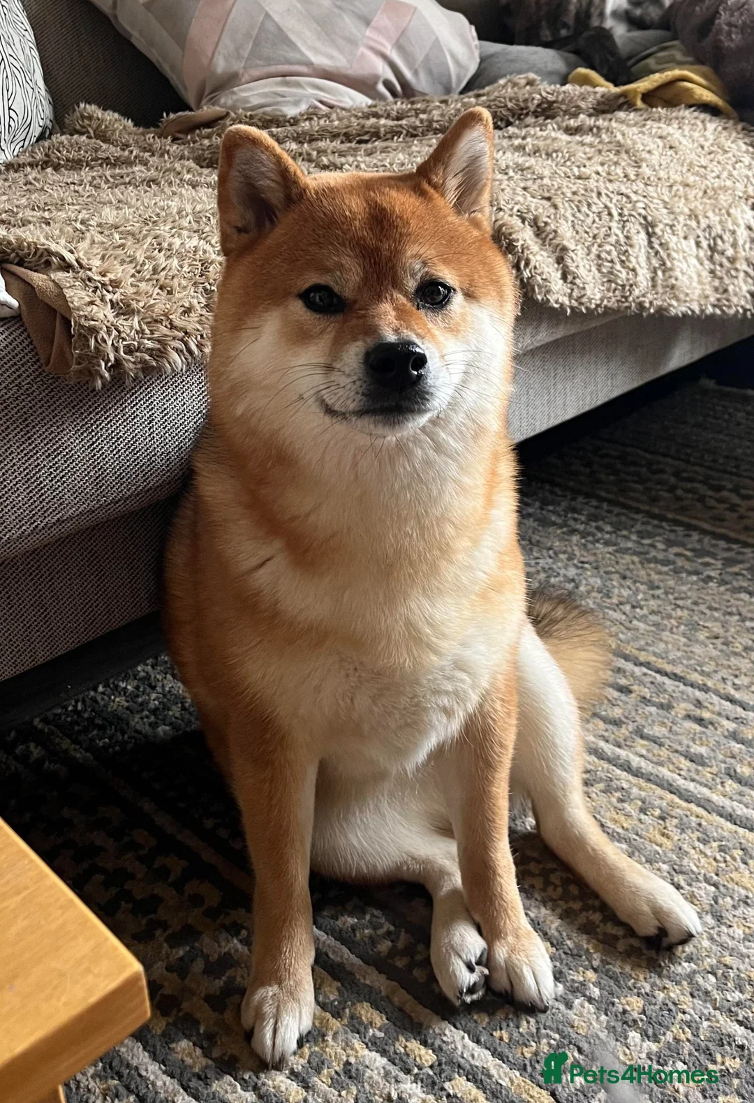 Japanese Shiba Inu dogs for sale: Shy Shiba looking for new cuddle family - Advert 1