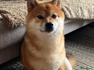 Japanese Shiba Inu dogs Shy Shiba looking for new cuddle family - Advert 2