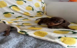 Dachshund dogs for sale: Outstanding dachshund puppies - Image 31