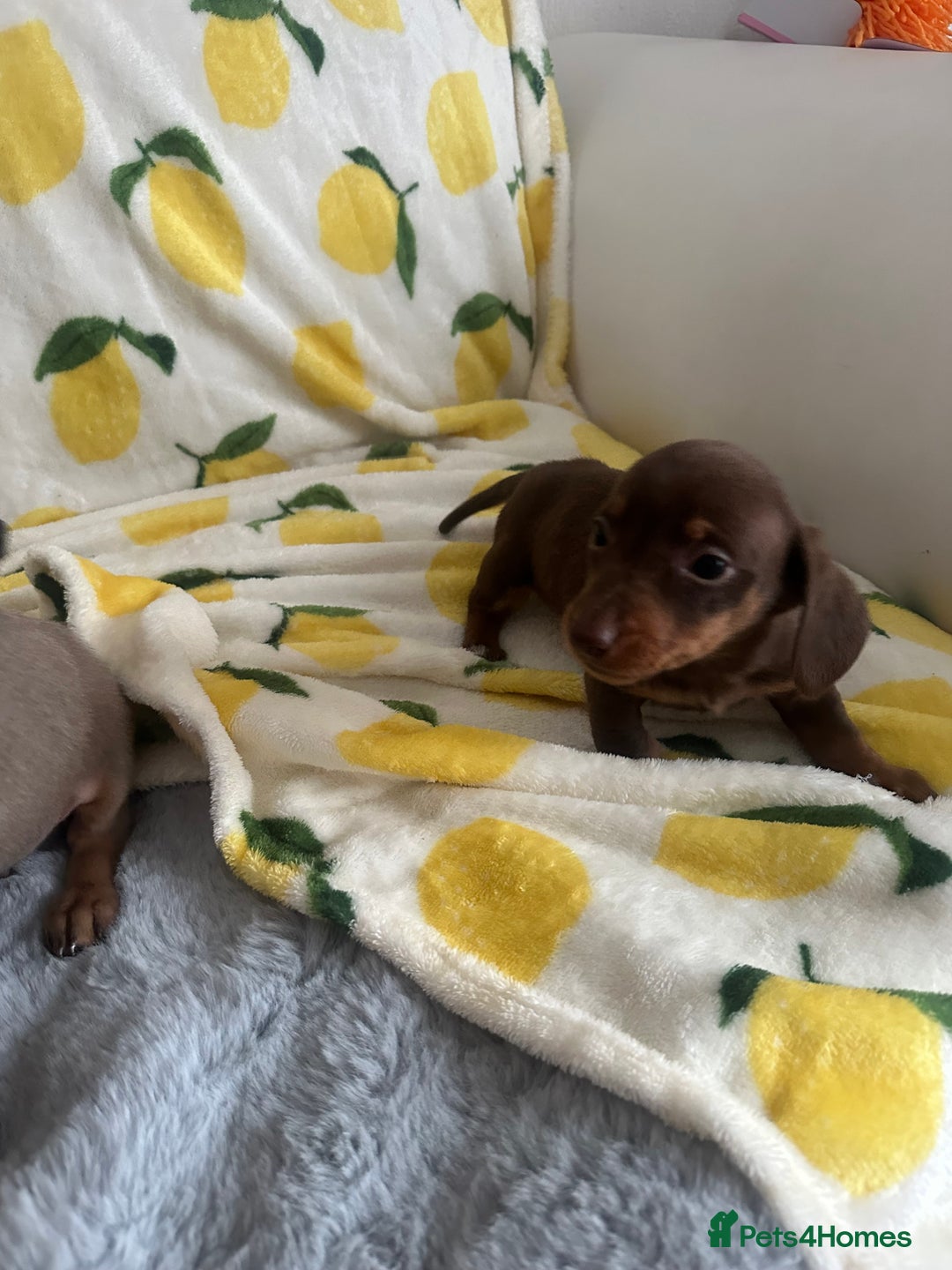 Dachshund dogs for sale: Outstanding dachshund puppies - Image 31