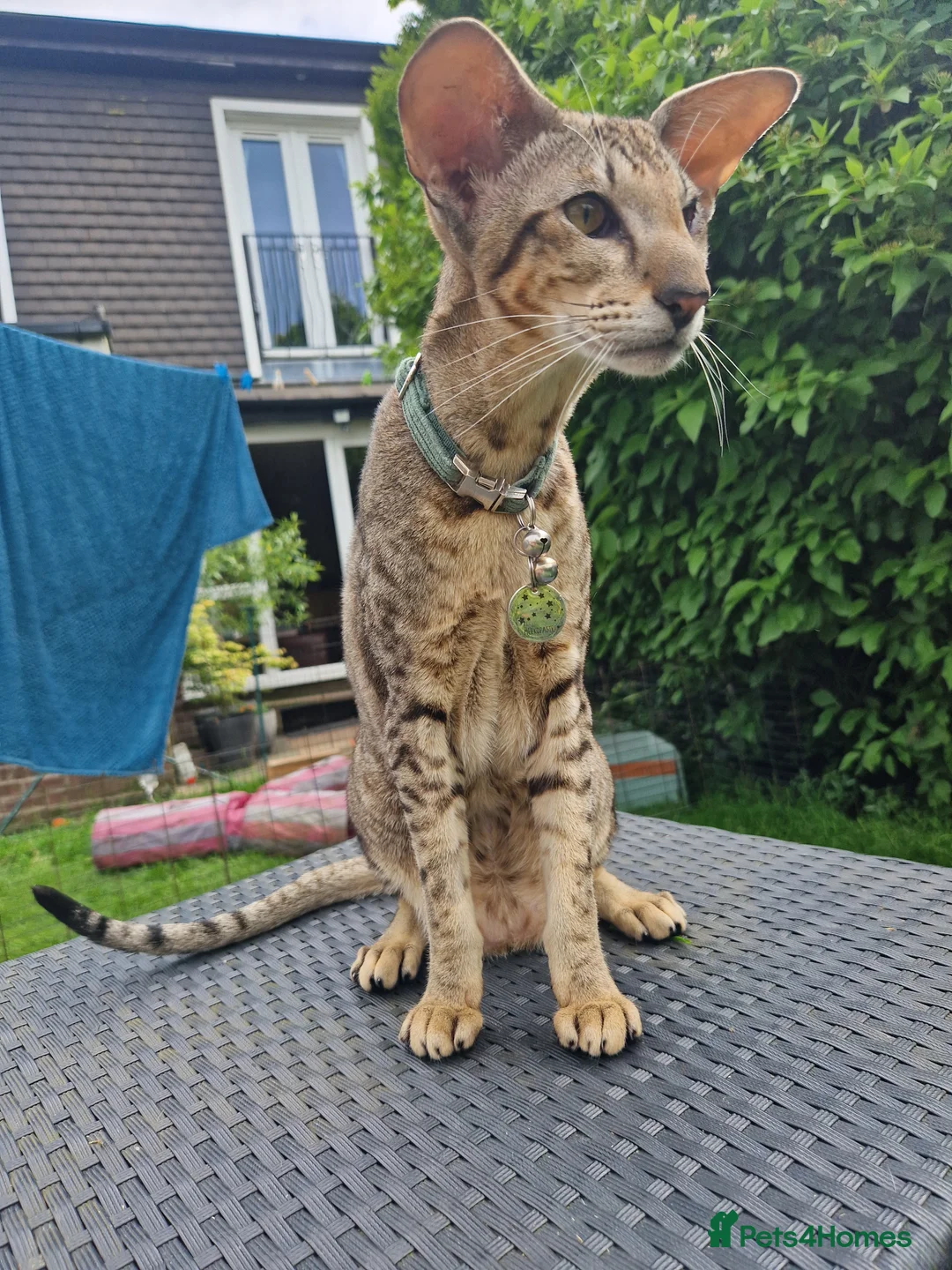 Gallery Image {{count}}